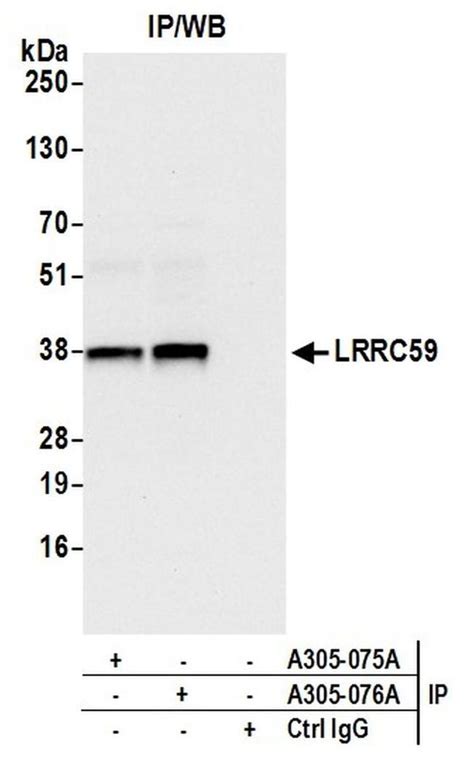 Search Results for RCBKK 076A .